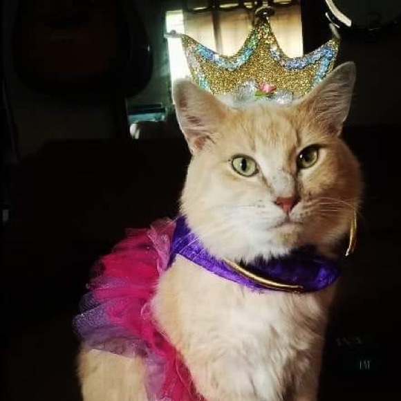 Meet your Posher, Jessica - Picture 1 of 1